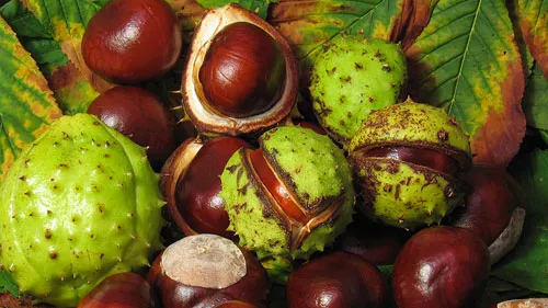Castanha da Índia
