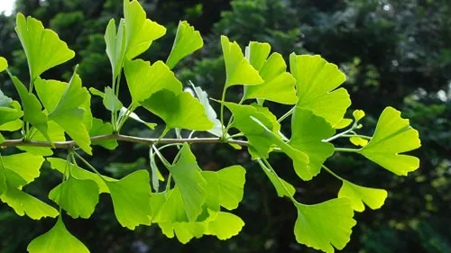 Ginkgo Biloba
